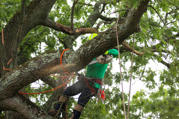 Best Tree Fertilization  in Tresckow, PA