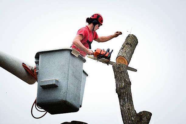 How Our Tree Care Process Works  in  Tresckow, PA
